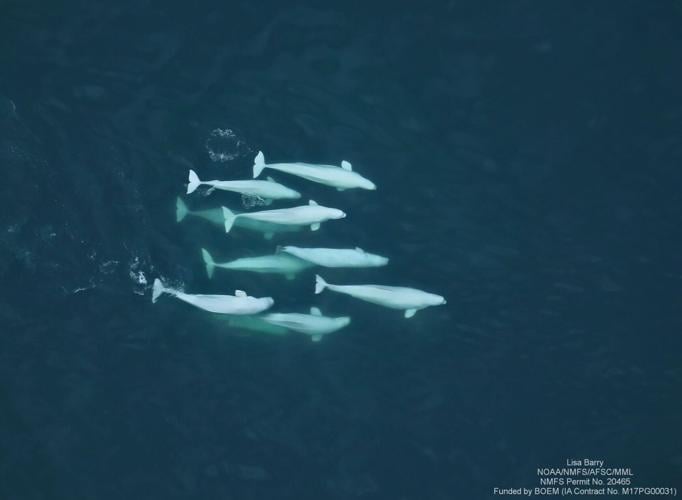 Beluga whales indulge in wife swapping to enhance long term survival chances