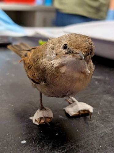 Bird has special booties built to aid recovery after being hit by car