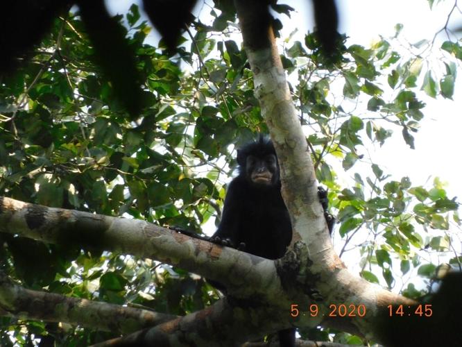 New species of monkey with unusual orange lips discovered in African rainforest