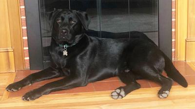 Miranda Roberts of Crystal City sent in this photo of her Labrador retriever, Buddy Weiser.