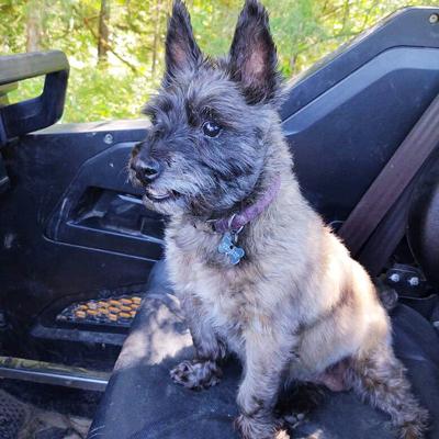 Carrie and Greg Stinson of House Springs sent in this photo of their Cairn terrier, Sadie Mae.
