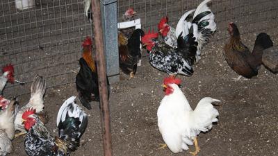 chickens near coop