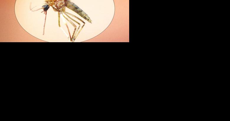 West Nile Virus detected in Jefferson County mosquitoes | Local News - Vimarsana News