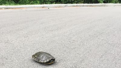 turtle