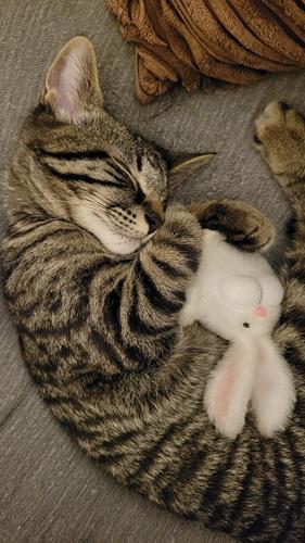 Pet Spot: Tiger the cat called mischievous by owner