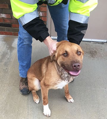 Pet spot Rascal up for adoption at Arnold Animal Control Pet Photos 