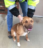 Pet spot: Rascal up for adoption at Arnold Animal Control