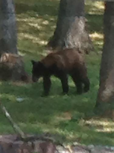bear sighted in jefferson county