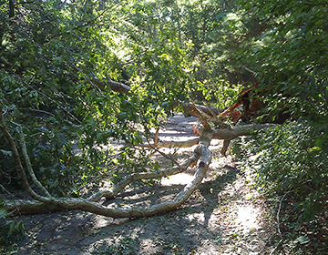 downed tree limbs