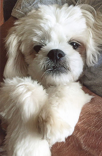 Carol Kemp of Festus says her dog, Bailey, loves to play with her sister, who lives next door