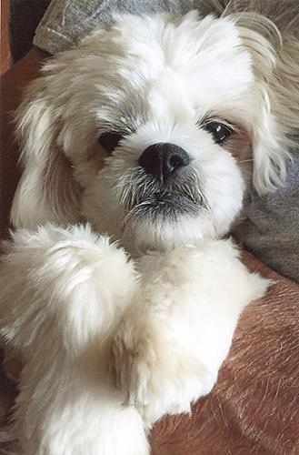 Carol Kemp of Festus says her dog, Bailey, loves to play with her sister, who lives next door
