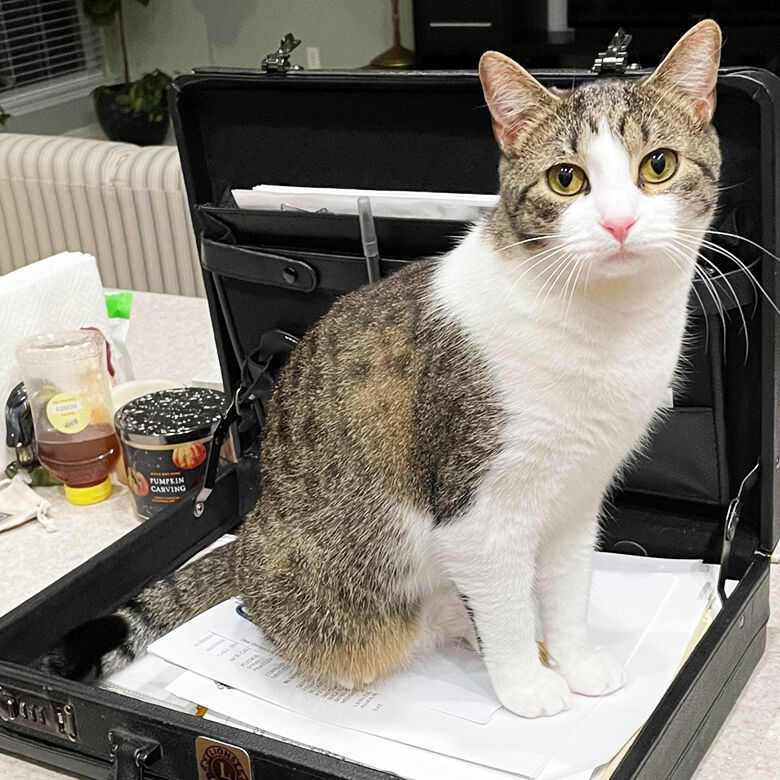 Pet spot: Oscar turns Eureka family into cat lovers | Pet Photos |  