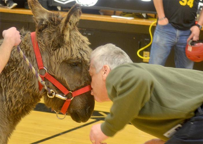 festus donkey (1).jpg