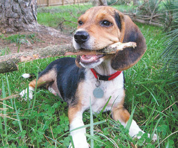 McGillis 1st place
