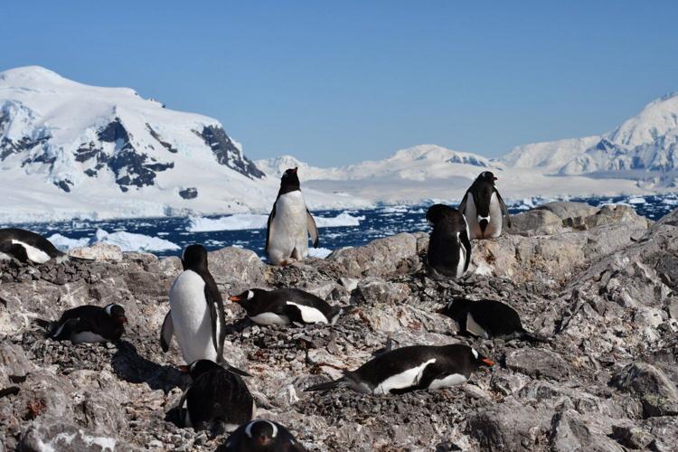 Penguins breeding season shifts by two weeks due to climate change, shows study