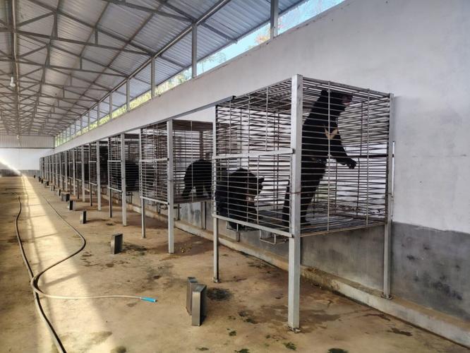 Record rescue frees 27 bears from illegal bile farm