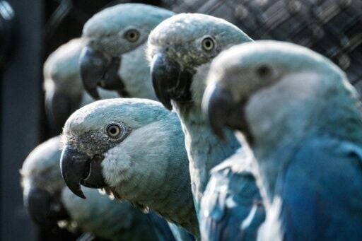 The fate of the Spix's macaw -- featured in the 2011 animated film "Rio" -- has been the subject of a fierce battle between private breeders and the government