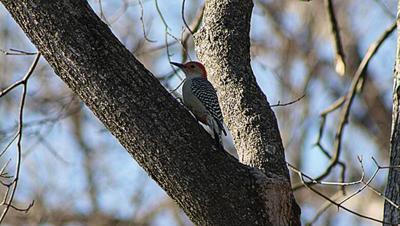 red belly zoom