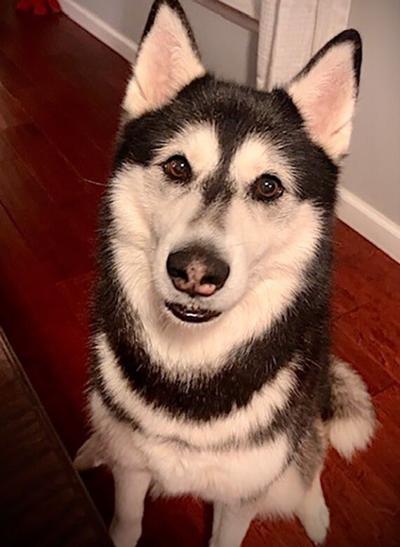 Pet Spot: Siberian husky Yoko likes to howl