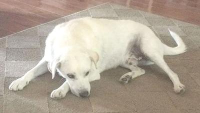 Hopkins Floor Co. offers pet-friendly carpet and flooring.