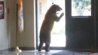 bear