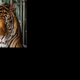 Virus kills dozens of tigers in Thailand park