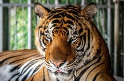 Animal rights group PETA Asia says tigers live in 'misery', urging tourists to stay away from private parks