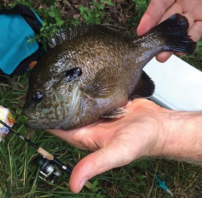 bluegill