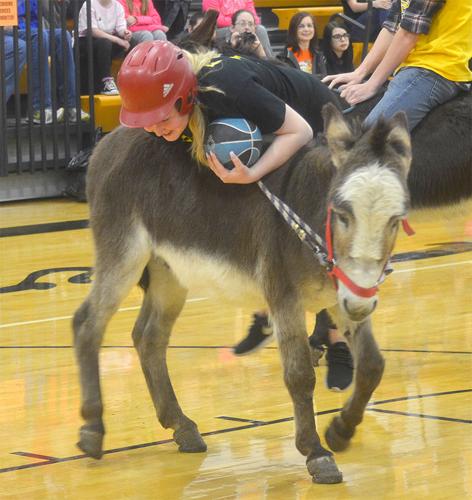 festus donkey (6).jpg