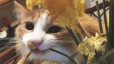 8-27-19 pet spot