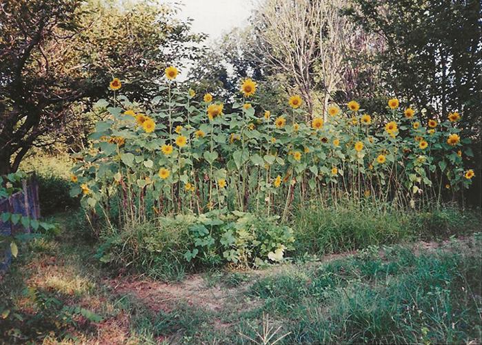 Kathleen Brotherton took this picture in August 1976 of sunflowers in her garden.