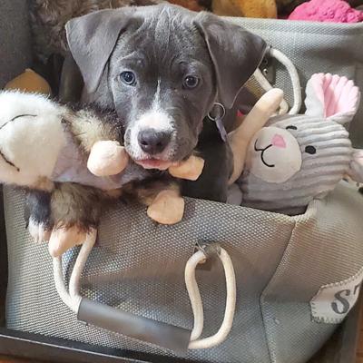 Photo in Website-Pet Spot photo folder—Cutline: Colt, a Lab mix, is shown here cavorting with pet toys at his Arnold home.