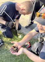 Rock firefighters rescue ducklings from pipe in Arnold