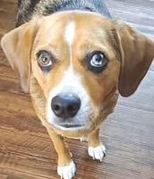 Pet Spot: Dixie the beagle mix described as ‘wild and crazy’