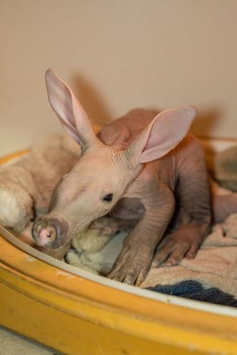 Zookeepers step in to help raise baby aardvark by bottle-feeding it milk