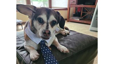 Paco was a foster dog at Clare’s House.
