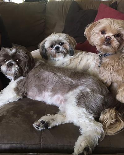 Lauri Stahl of Pevely says her three dogs are best friends.
