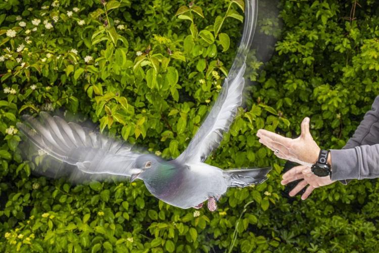Pigeons navigate by using magnetic sensors in their livers, suggests study