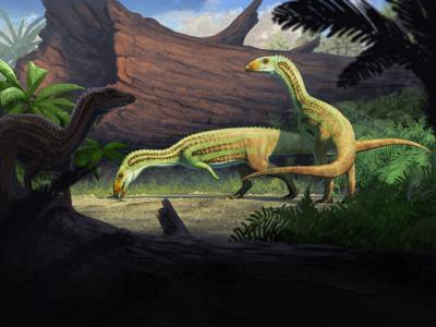 crocancestory_featured