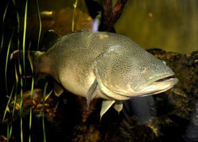 Murray cod -- this one from the Sydney Aquarium in 2011 -- can live for nearly 50 years