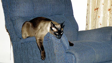 Cheyenne, a Siamese cat, enjoys lounging on this chair.
