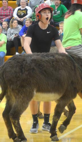 festus donkey (15).jpg
