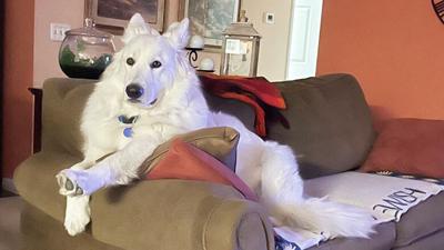 Loki, a 3-year old Swiss shepherd, likes to hang out on the couch.