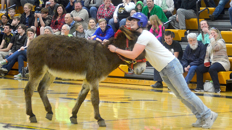 festus donkey (17).jpg