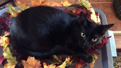 Carol Weiss of Antonia said her cat, Kissa, loves fall decorations.