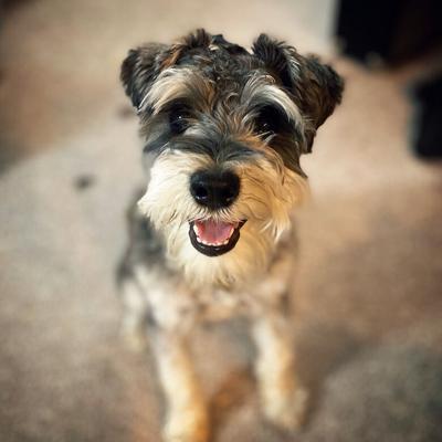Ike, the miniature schnauzer.