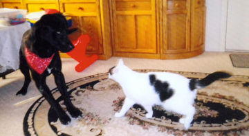 Charles Harr's dog and cat