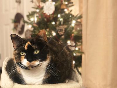 cate perry cat's jersey