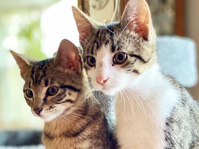 Zelda, left, and Meowth