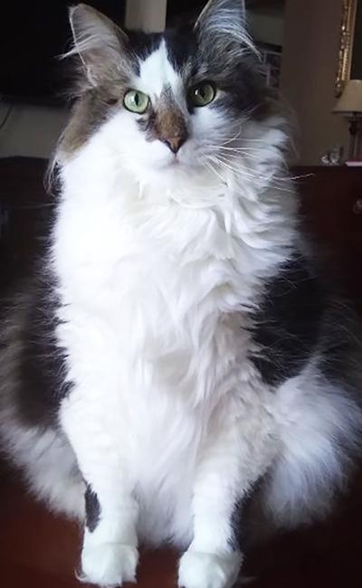 Samantha Robertson of Festus sent in this photo of her family's cat, Oreo.